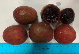   Fruits:   Stenocereus queretaroensis ; Photo by C. Hart, USDA APHIS PPQ, imageID.idtools.org
